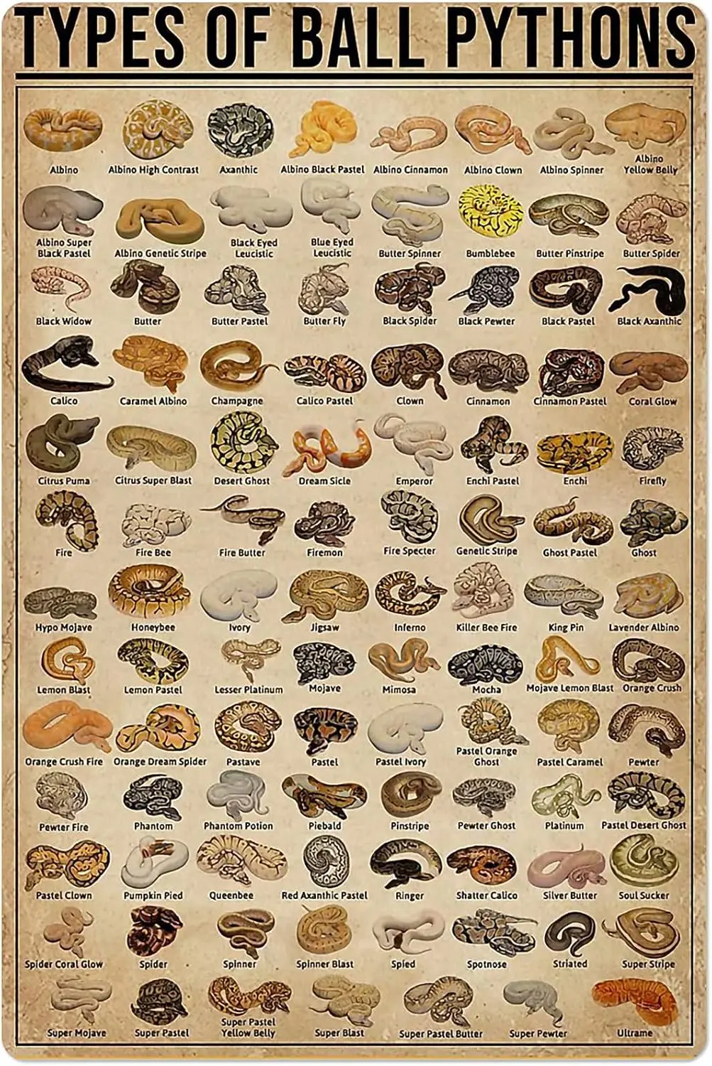 Plaques en métal sur le thème des Ball Pythons, Affiches rétro sur la race Ball Python, Plaque éducative sur les animaux, Décoration murale pour la chambre des enfants, Plaque en forme de C
