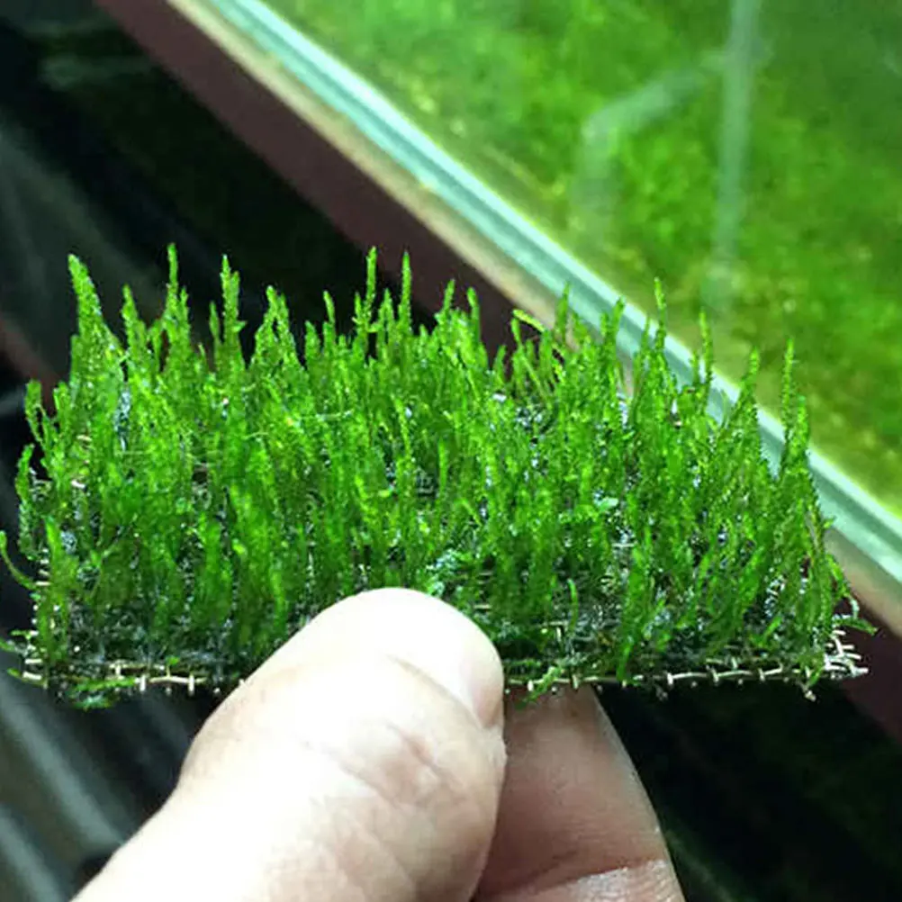 

5Pcs Water Plant Moss Mesh Pad Stainless Steel Wire Mesh Aquarium Accessory Sturdy Wear-Resistant Moss Net Suitable for Aquarium