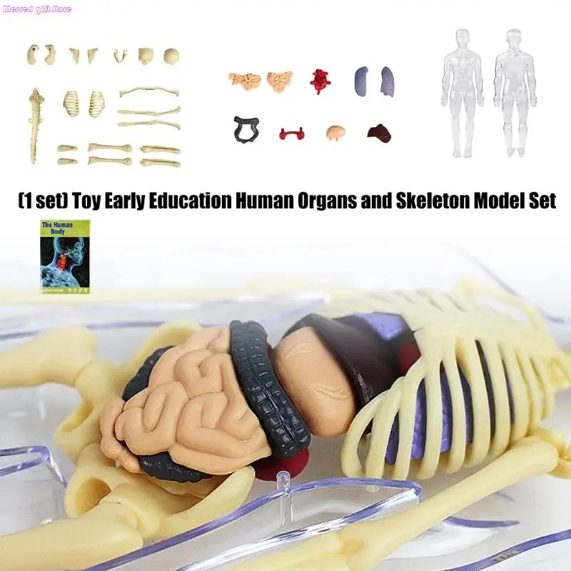 D0JC Giocattolo pratico per l'apprendimento che mostra struttura degli organi interni per studenti elementari
