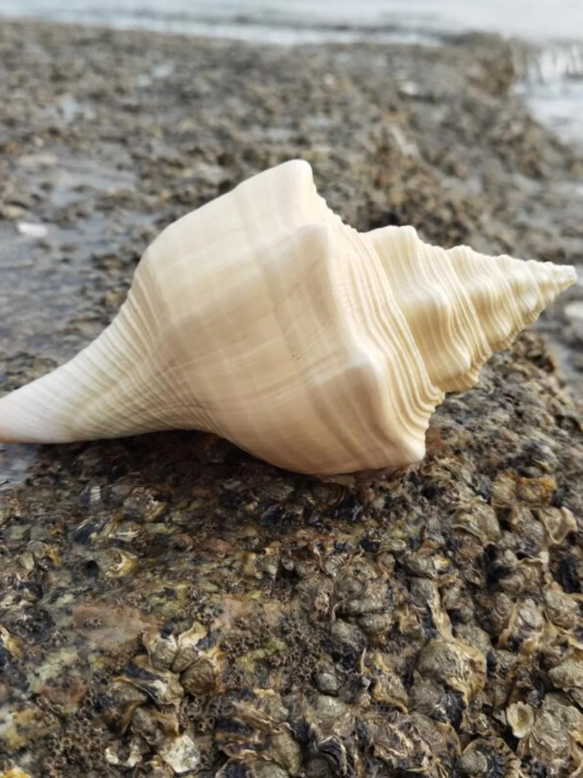 Natural Conch Shell,Indian Sacred Conch,Lead White Conch Shell for Hermit Crab Habitats,Aquarium Decoration,Worship, Specimen