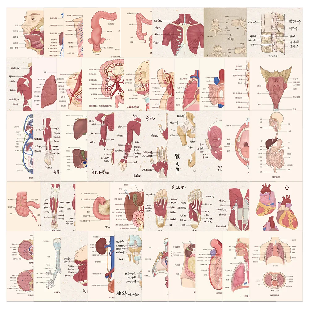 10/30/50pcs Cartoon Human Organ Medical Anatomy Stickers for Laptop Bike Diary Phone DIY Graffiti Waterproof Sticker Toys Gifts