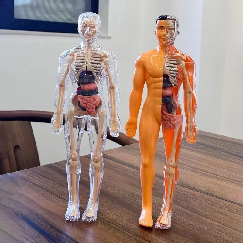 3d Menselijk Lichaam Anatomiemodel Kinderen Plastic Diy Skelet Wetenschap Vroeg Leren Helpt Educatief Speelgoed Afneembare Botmodellen