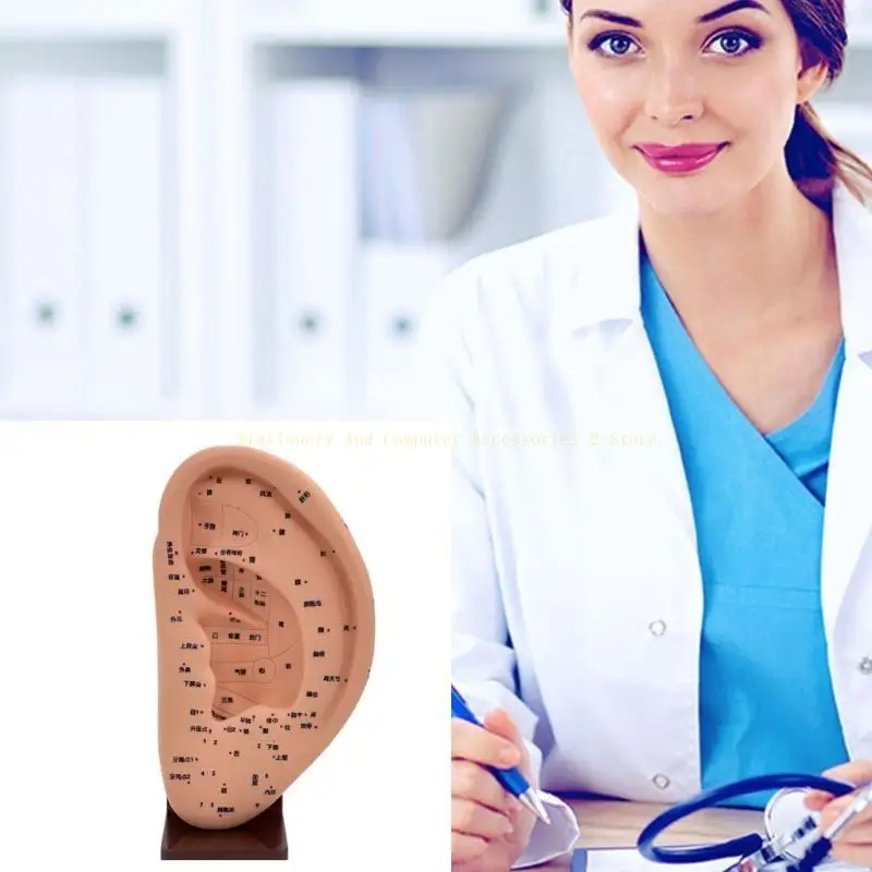 نموذج الوخز بالإبر الأذن نموذج أذن الأذن طبية لتدليك الأذن البشرية نموذج الوخز بالإبر PVC النموذج AcePoint