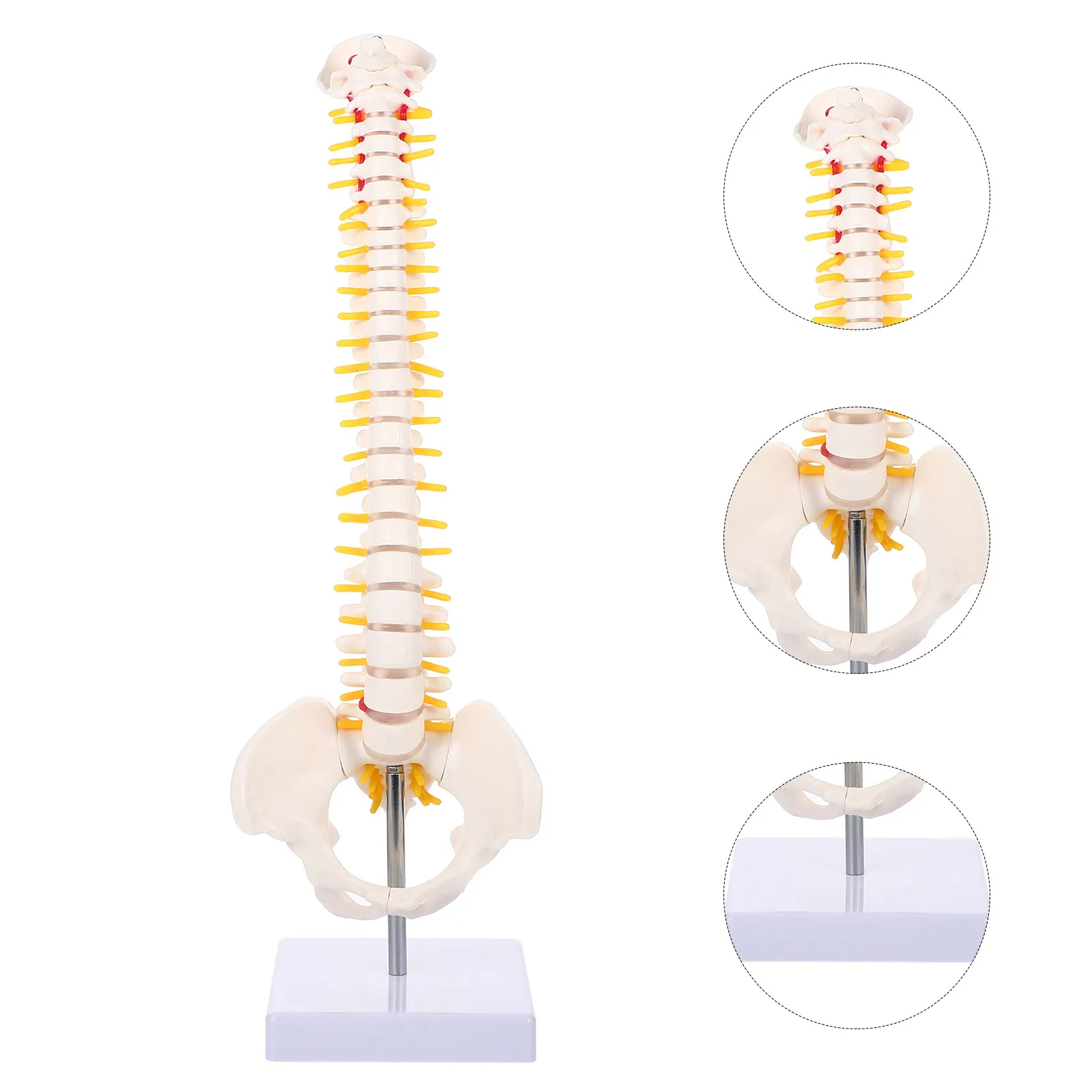 

1Pcs Spine Anatomy PVC Human Vertebral Column Display Practice Teaching Training Anatomy Educational