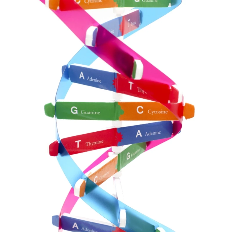 Quebra-cabeça educacional pré-escolar, brinquedo aprendizagem, kits ciências biológicas 3d, faça você mesmo, modelo dna