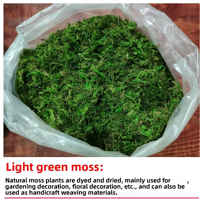 Dyed Moss for Terrarium Decor Light Green Dark Green Natural Color Preserved Moss 500g for Reptile Habitat Bonsai Top Dressing