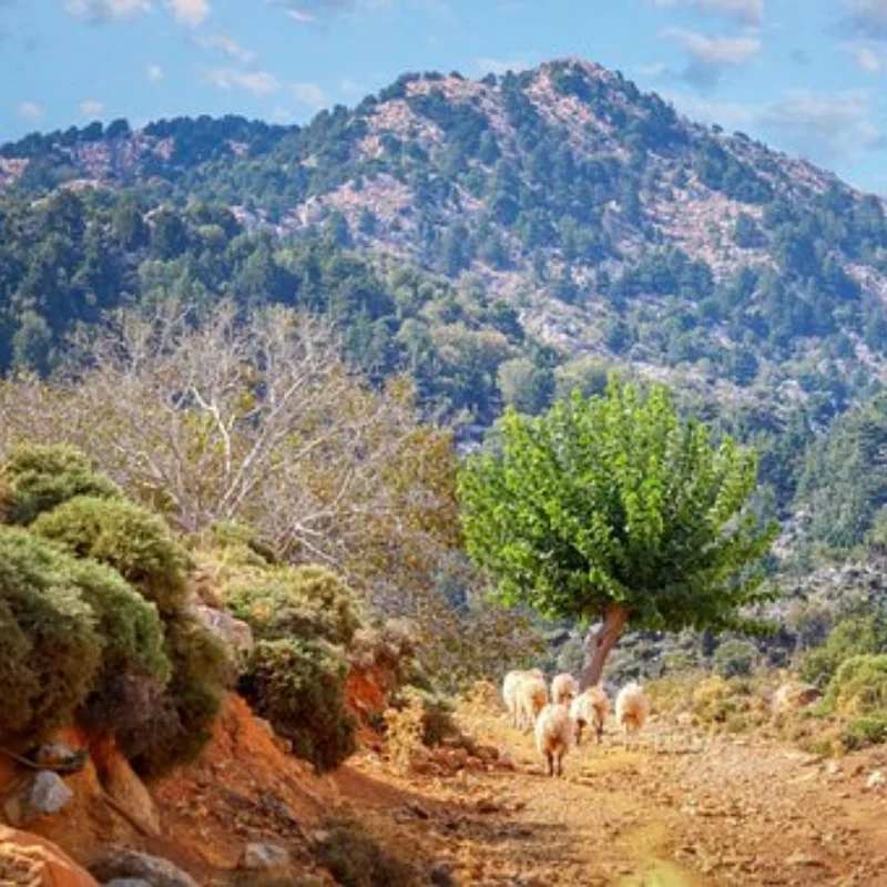 

Alloy Front Rear Axle RC Bridge Axle RC Spare Parts for Axial SCX10 II 90046 90047 RC Crawler Truck