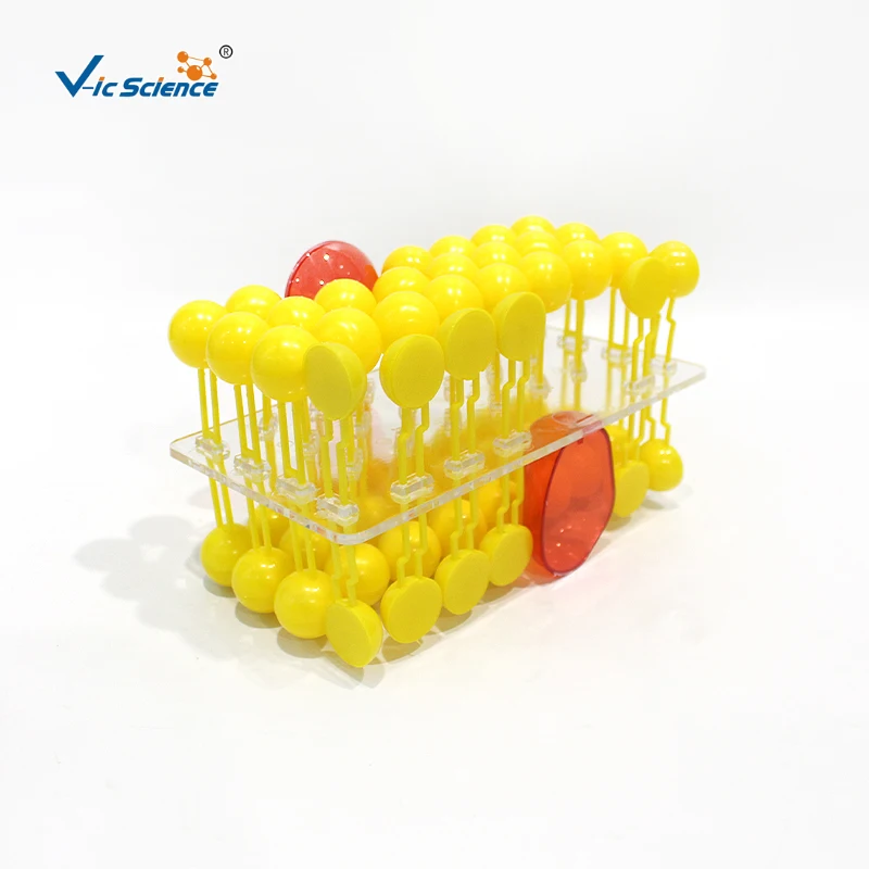 Modello di flusso della membrana cellulare