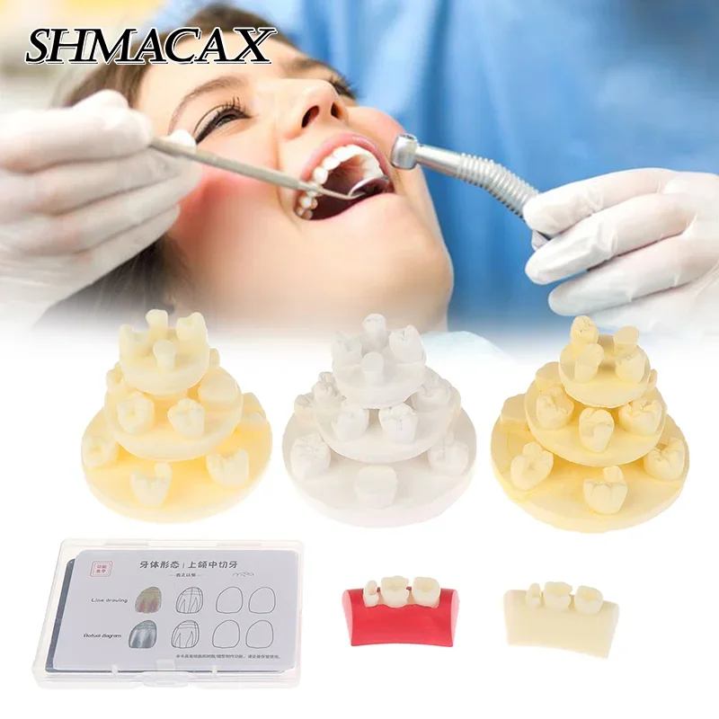 

Стоматологическая инкрустация, модель упражнений, блок для наполнения, пластырь/смола, материалы, модель для наполнения полости рта для стоматологии, обучающее исследование