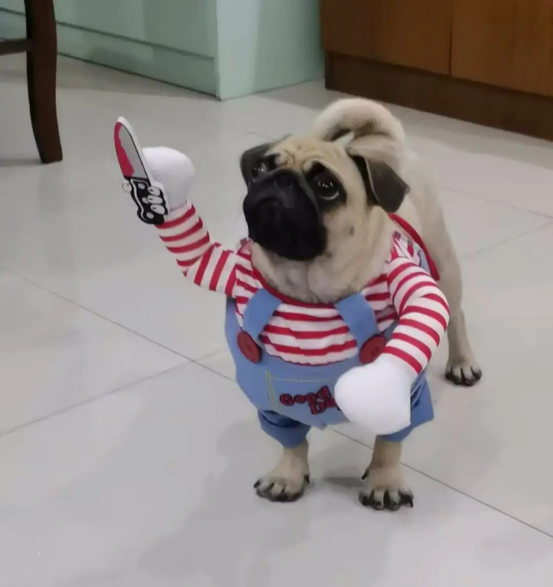 Small dog with knife clothes Shiba Inu Corgi funny costumes pet dog costumes funny costumes make people happy small dog clothes