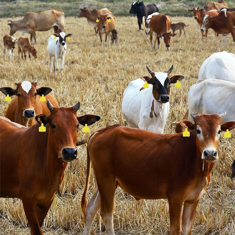 YLS-100 Pieces Blan… - image