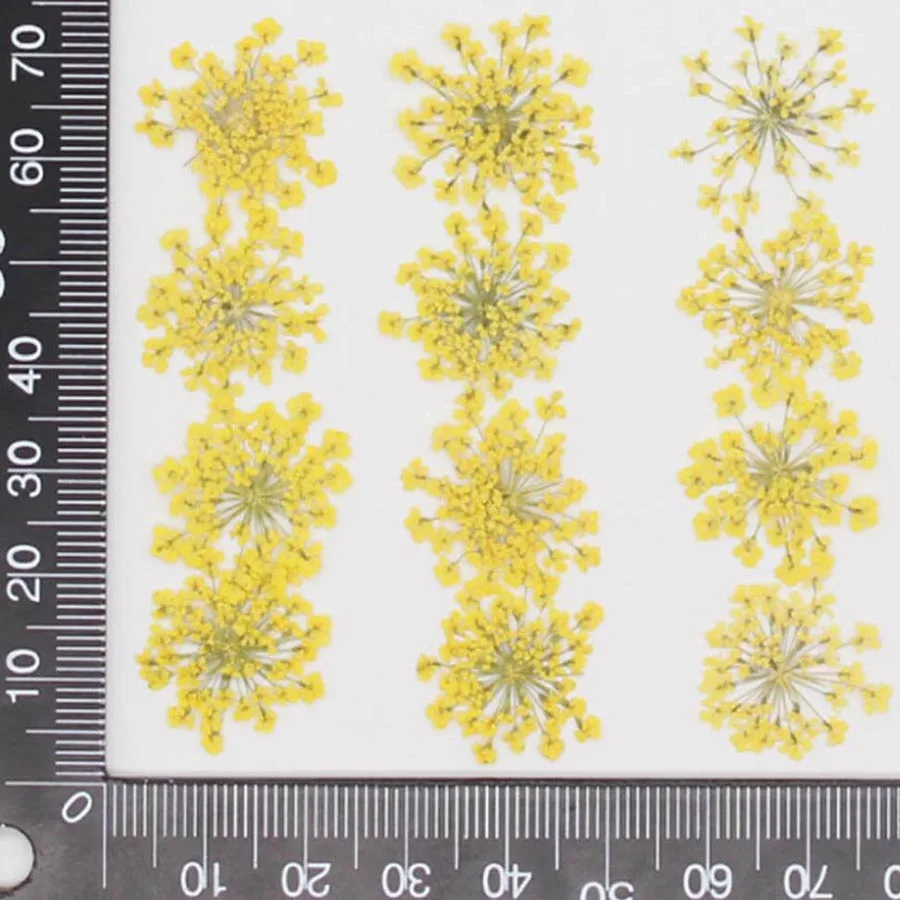 60pcs Pressed Dried 15-20mm Ammi Majus Flowers Plant Herbarium For Jewelry Postcard Invitation Card Phone Case Bookmark DIY