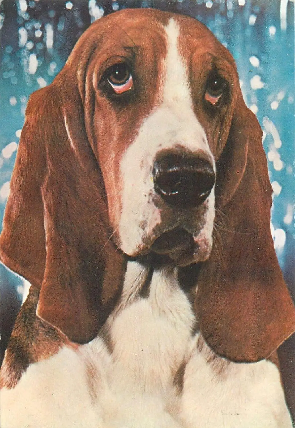 Metal Tin Signs Basset Hound Dog Breed Metal Tin Sign Poster Wall Plaque