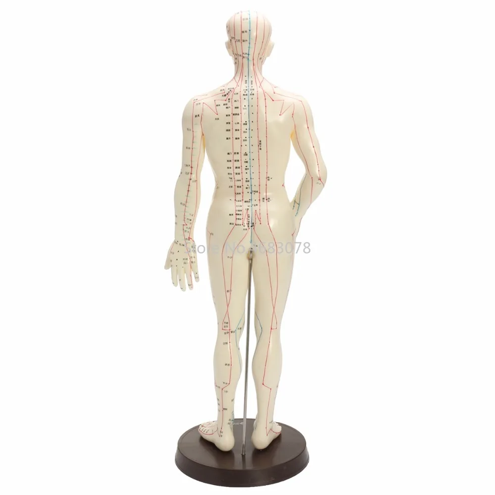 Human Body Acupuncture Model Female/Male Meridians Model Chart Book Chinese medicine 52cm