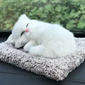 White Cat