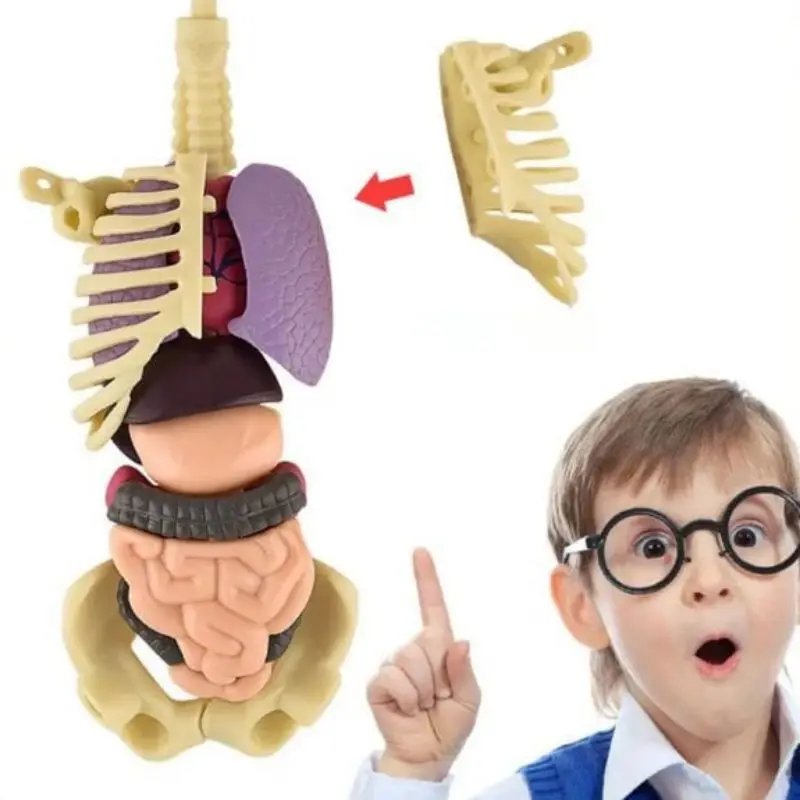 3d Human Body Torso Model For Kid Anatomy Model Skeleton Model Skeleton Construction Model Diy  Body  Organ Assembly Model