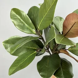 2pcs Simulation Plants Plastic Magnolias Leaves Fake Flower Artificial Green Plant Magnolia Leaf Festival Auditorium Decoration