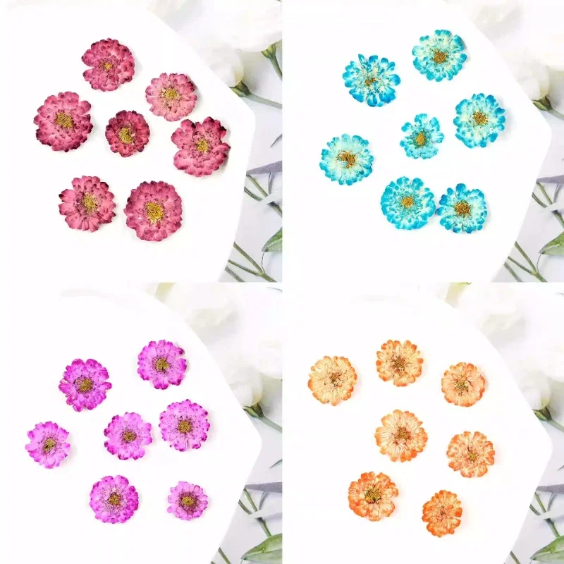 12pcs/1-2cm,Pressed Daisy Chamomile Mini Dry Flower DIY Drop Glue Phone Case Jewellery Accessories Face Flora Makeup Nail Art
