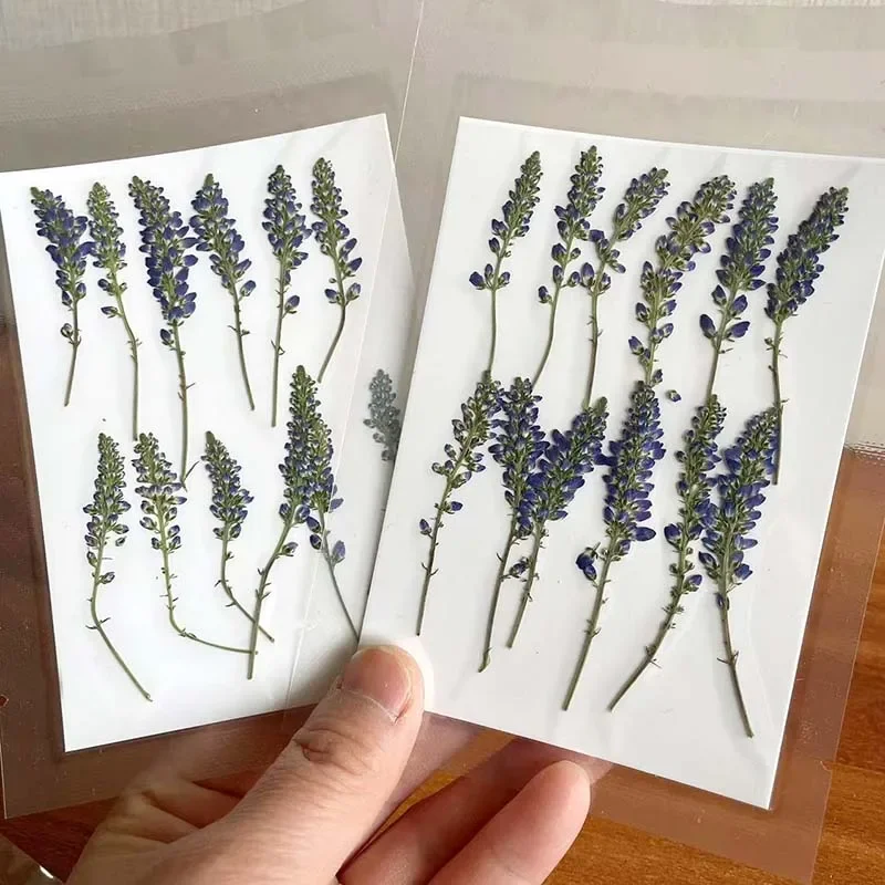 3-6CM/24PC Real Natural Plant Dried Pressed Flowers,Small Dry Press Sage Flower Branch for Epoxy Resin,Invitation Card,Candle