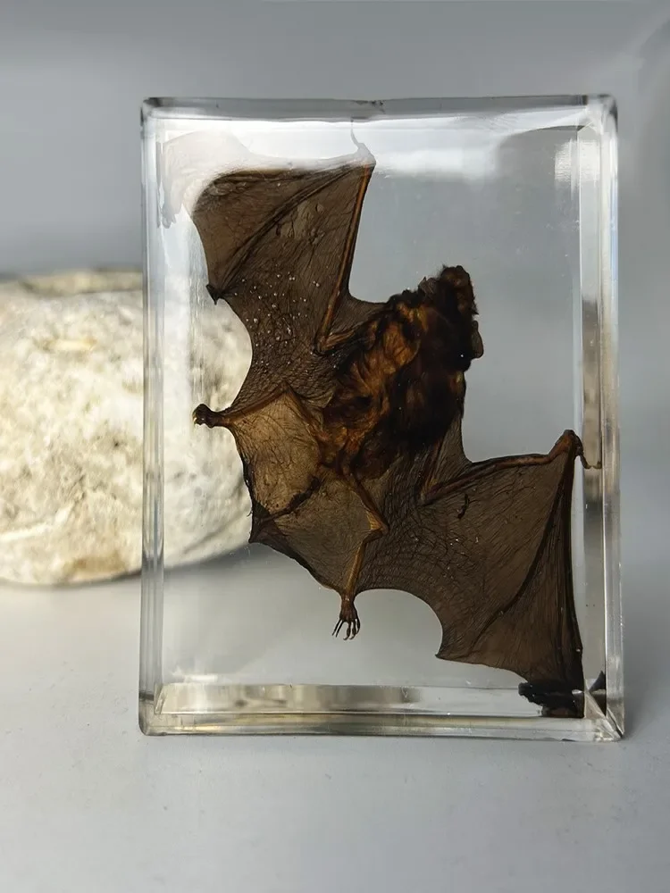 Taxidermy Bat Real Animal In Resin Real Bat Specimens For Science Classroom Education Great Gift For Fans Of Oddities Biology