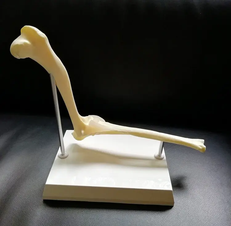 Canine Elbow Joint Skeleton Anatomical Model Animal Veterinary Teaching Demonstration Model for Pet Medical Education