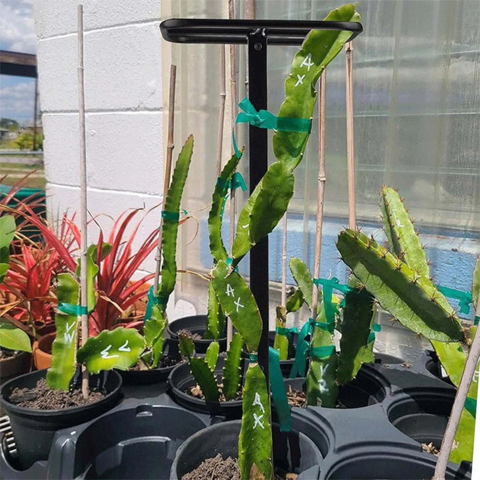 

Plant Trellis for Climbing Plants Adjustable Metal Garden Trellis Heavy Duty Support for Flower Box Vines Outdoor Use