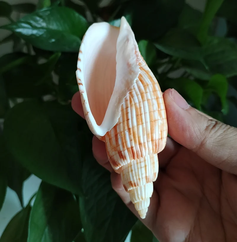 9-11CM Corn Scroll Snail Real Sea Shell Lyria Kurodai Conch  Wedding Table Decoration Specimen Conch DIY House Office Decor - Image 2