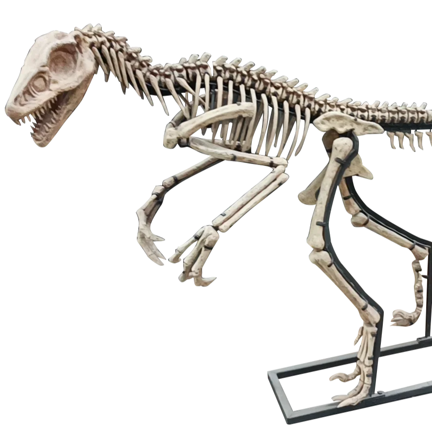 

ATV&UTVNew Product Life-size Dinosaur Bone for Dinosaur Theme Parks and Museums DINOSKY