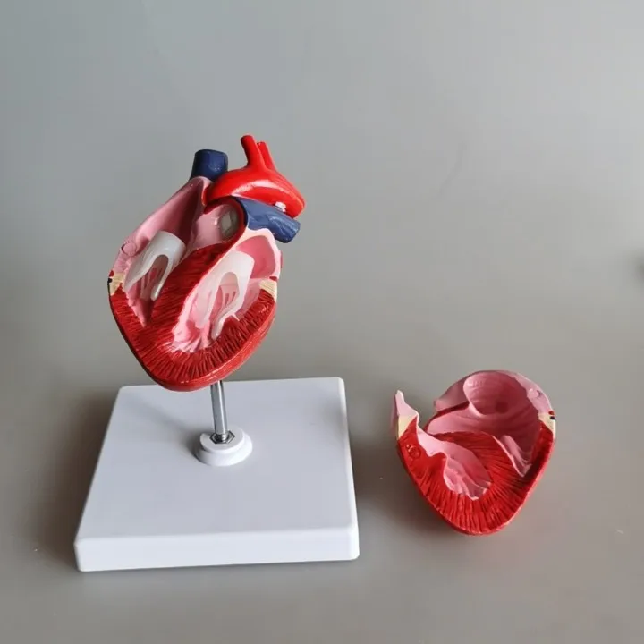 Medical Science Dog heart Model Animal Heart Anatomical model canine heart model