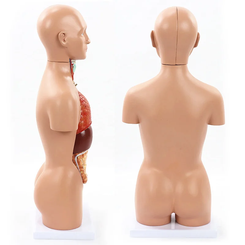 45cm Medical Human Torso Model 16 Parts Anatomy Body Bisexual Anatomical Models Assembled Science Educational