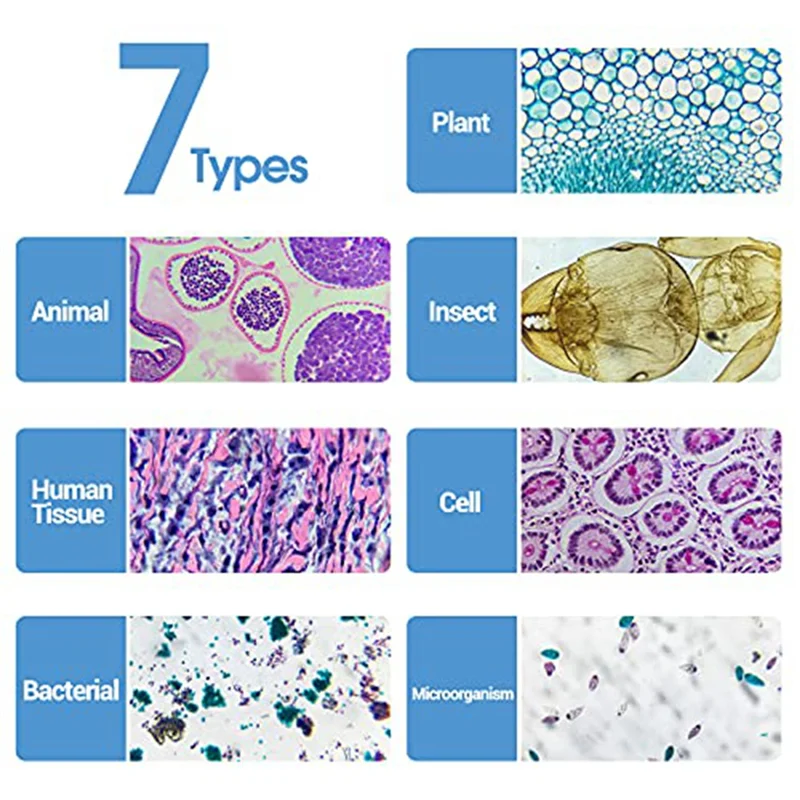 

Glass Microscope Slides With Specimens From Children, Microscope Slides For Adult Microbiology In Children,100PC