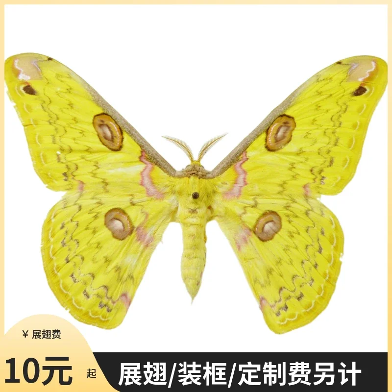 Real moth specimen Lepidoptera Real insect specimen teaching and research Collection of decoration crafts statues for decoration