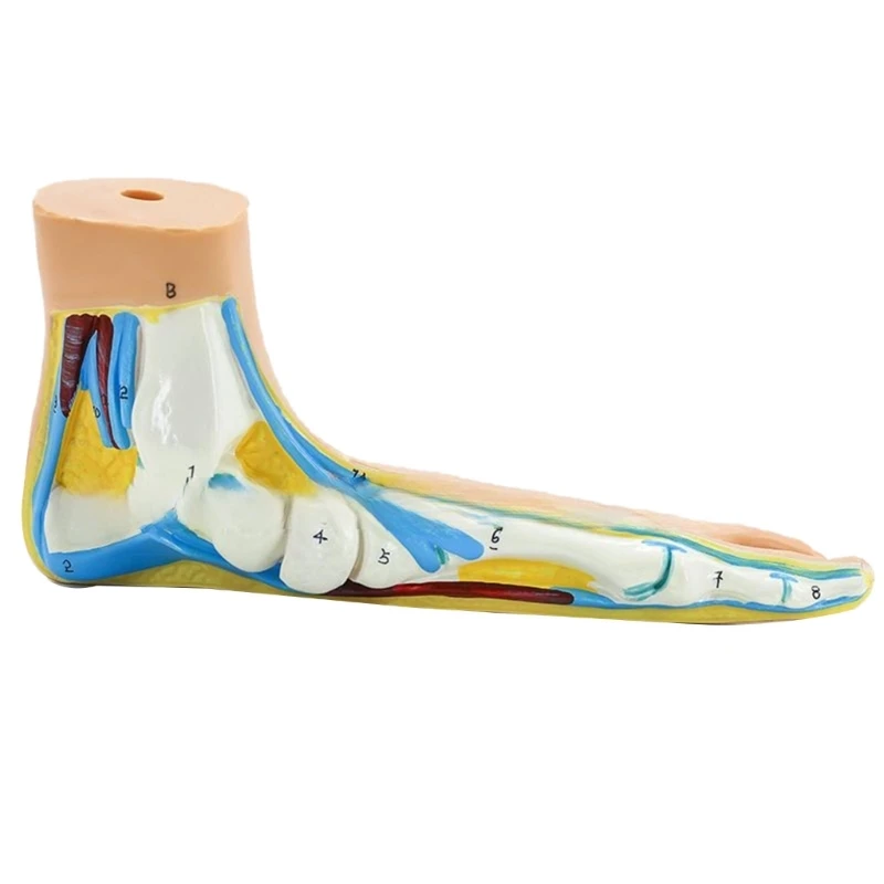 Foot Anatomical Model, Including Bones, Muscles, Ligaments, Human Foot Anatomy Model Teaching Prop with Digital Signs