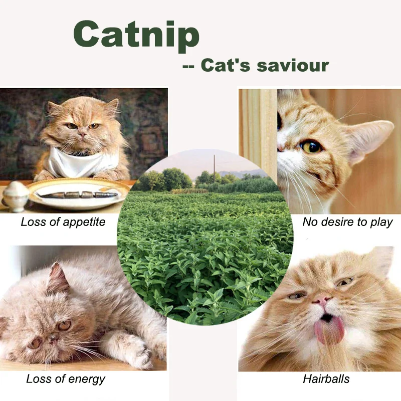 10PCS Catnip Bags Cat Grass Chopped Leaf Powder for Cats Natural  Nepeta Cataria Toys Cat Mint Powder