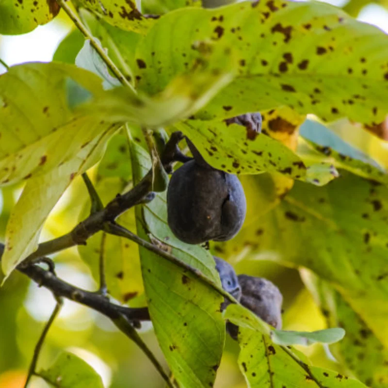 

Metal Front/Rear Anti-Collision Bumper for 1:10 RC Crawler Car TRXS TRX-4 Axial SCX10 SCX10-II 90046 90047