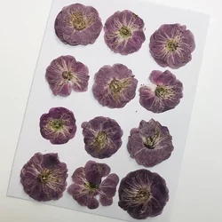 120pcs Pressed Dried Peach Blossom Flower Herbarium For Resin Epoxy Jewelry Card Bookmark Frame Phone Case Makeup Lamp