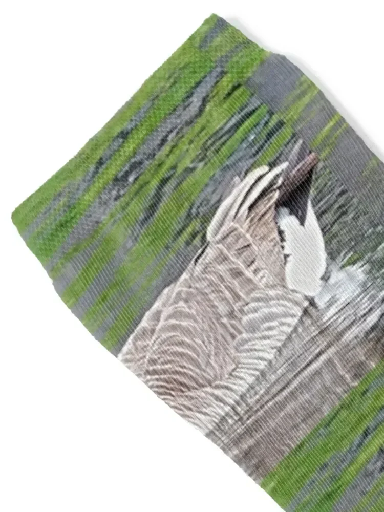 Canadian goose swimming in water Socks man halloween basketball happy Socks For Men Women's