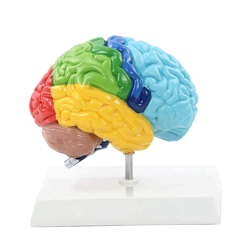 Education Right Hemisphere Of Brain Human Body Model 1:1 For Student Teaching Study Assembling Model