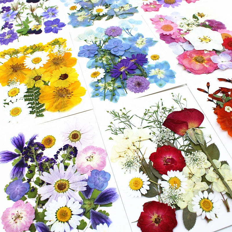 

Plant Specimen Pressed Flower DIY Materials Mixed Pack Photo Spring Letter Dried Flower Photo Frame Resin Pressed Flower Real Flower Bookmark