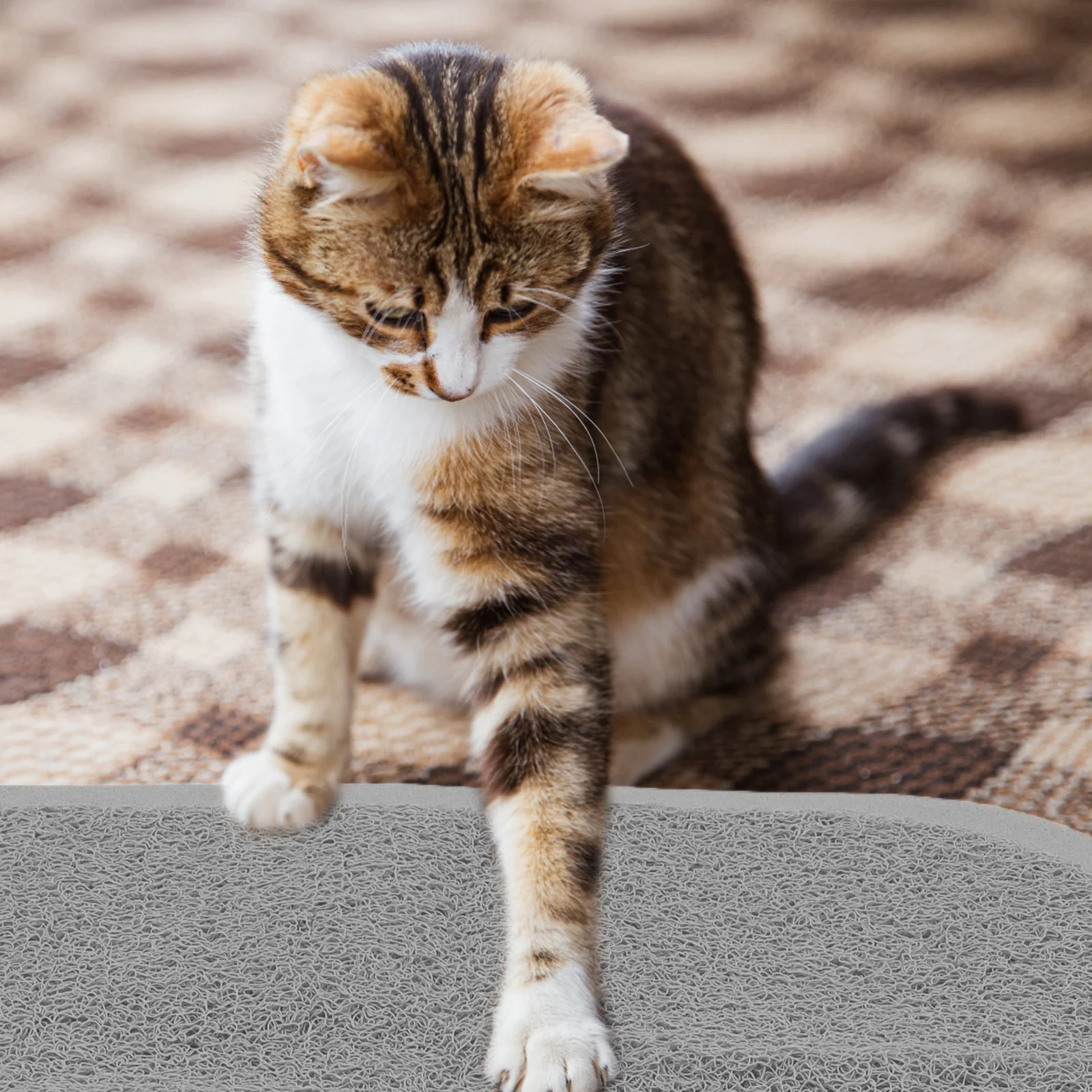 

Washable Cat Litter Rug Non-Slip Grippers Leakproof Design Suitable for All Cats Grey Bone Shaped Dog Food Mat