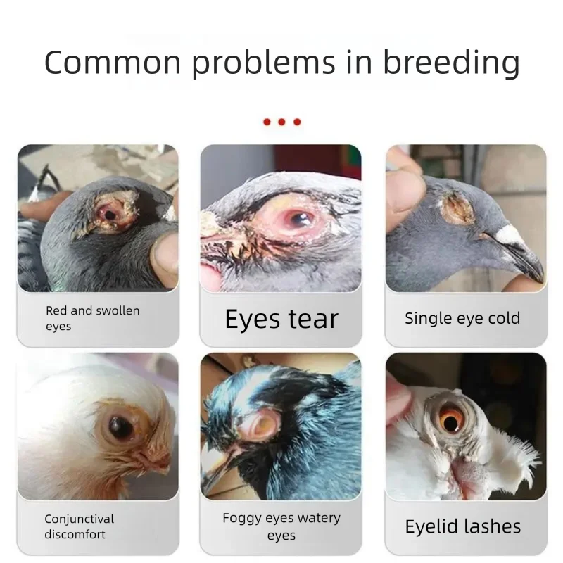 Pigeons, parrots, and birds use eye and nose care to improve tearing, sneezing, and cleaning of eye secretions