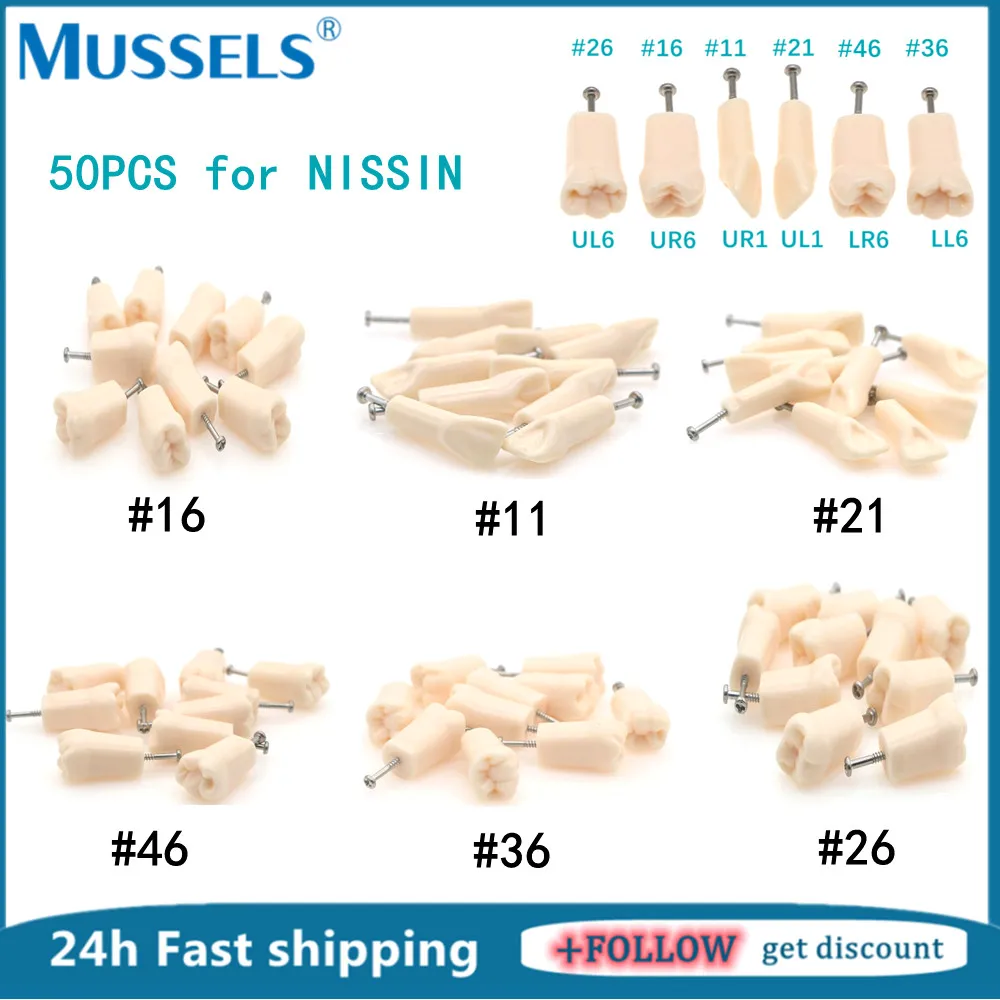 50Pcs/Pack Dental Typodont Teeth Model Replacement fit NISSIN 500 Type Screw-in Resin Denture Practice Studyting Tooth Training