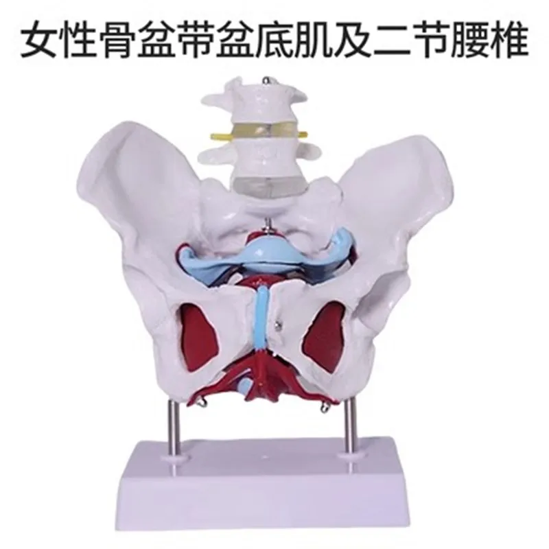 Female pelvic reproductive anatomy model female pelvic structure bladder pelvic floor muscle rehabilitation teaching medicine