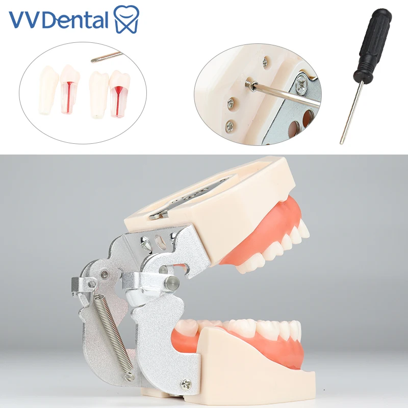 

28/32 Dental Teeth Model Soft Gum Resin Typodont Standard Removable Practice Training Demonstration Model Dental Teaching Model