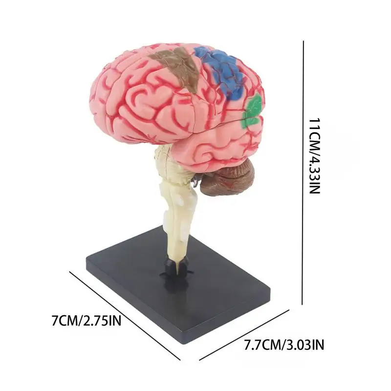 4D Human Brain Model Kids Educational Toys Scientific Medical Teaching Anatomical Model Lab Display Model DIY Assembling Model