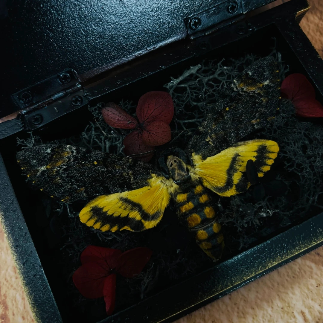 2100 Handcrafted Death Head Hawkmoth Book Box Ornament Vintage Magic Book Style Storage Case Gothic Dark Desktop Decor Handmade