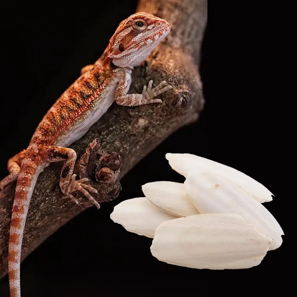 Natürliches Kaulquappenknochen-Kauspielzeug für Papageien, Wellensittiche, Hamster und Kleintiere, zum Zähneputzen, Kalziumergänzung, Vogelzubehör, gesund – Detail 4
