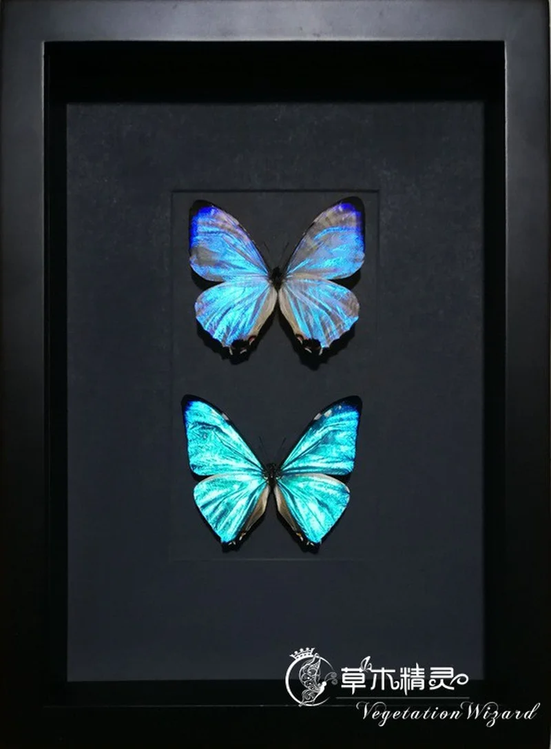 Night pearl flash butterfly west wind flash butterfly specimen simple European picture frame home decoration