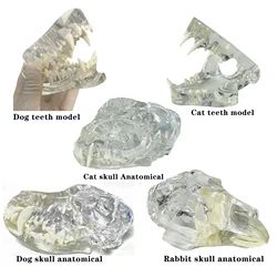 Dental Dog Cat Rabbit Clear Teeth Skull Model Canine Animals Oral Tooth Jaw Anatomical for Veterinary Education Demo Decoration