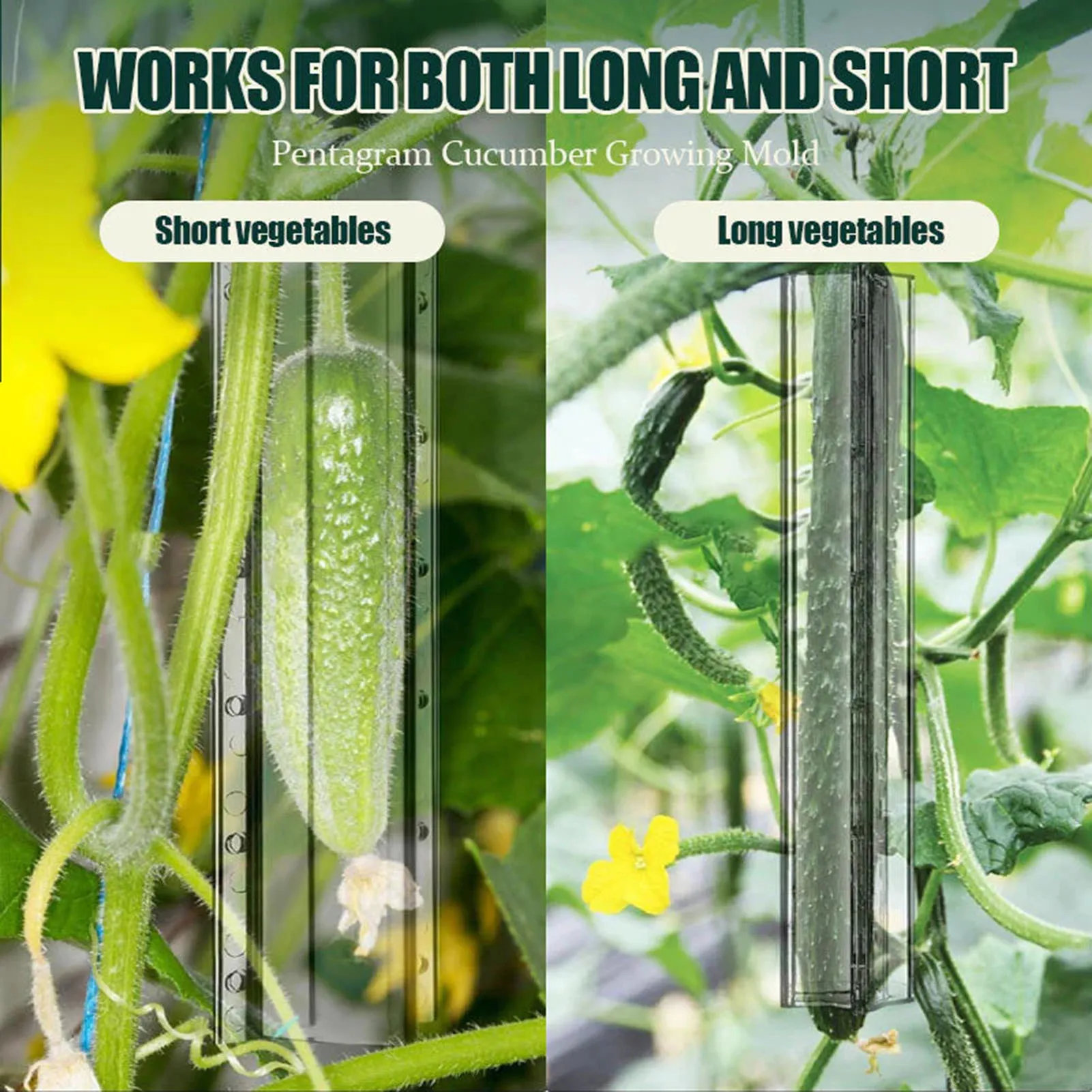 Plastic Cucumber Growth Mold with Compact Size and Lightweight Material Suitable for Growing Application